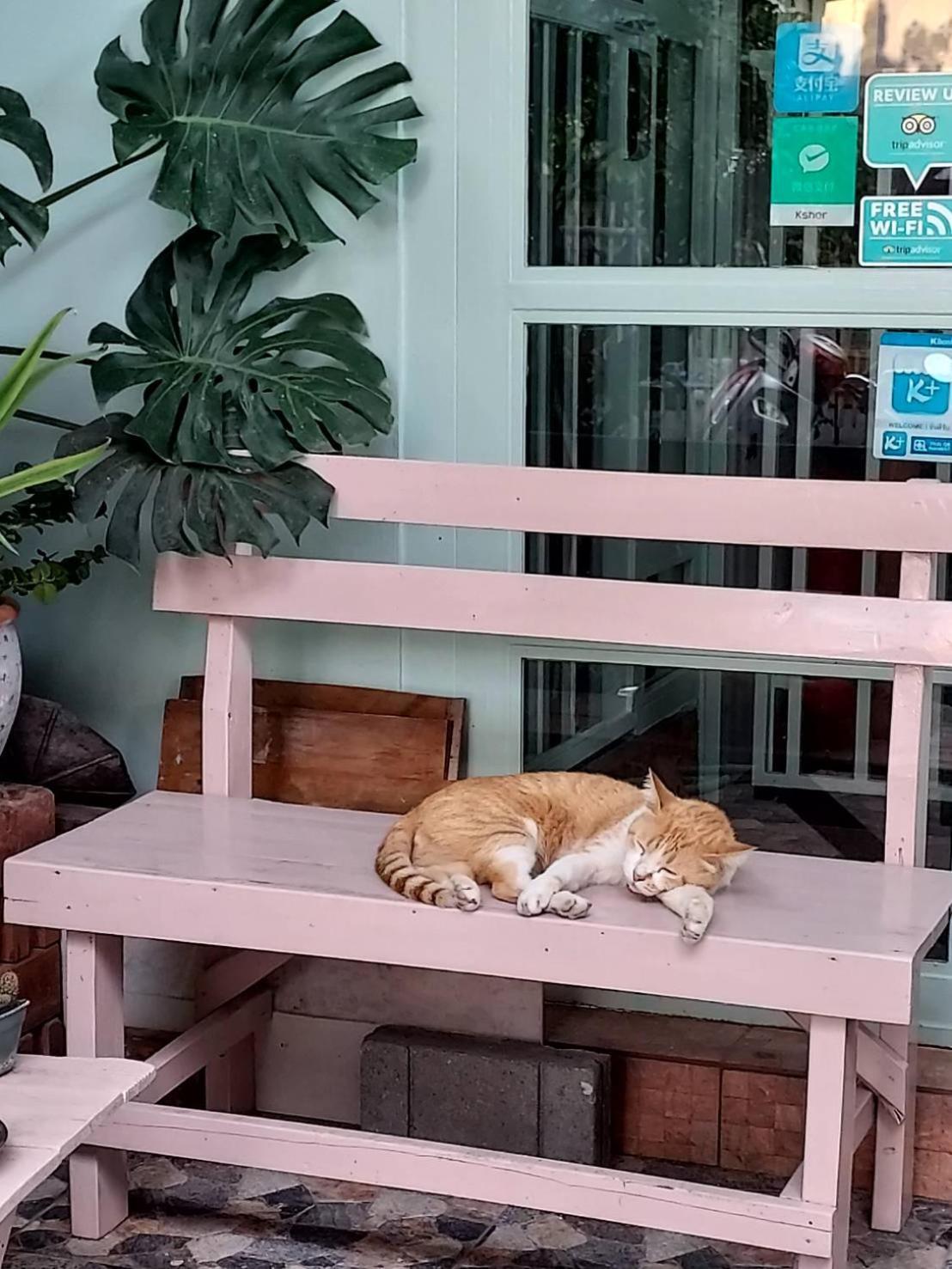 The Commonroom Cnx Chiang Mai Exterior foto